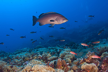 Red grouper and boulder star coral photographed in the Upper Keys, at Florida Keys National Marine Sanctuary