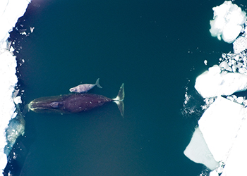  A female bowhead whale and her calf in the Arctic