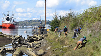 Commencement Bay during a restoration work party (Credit: EarthCorps)