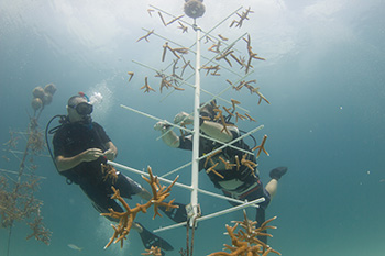 Divers maintain young corals growing in a nursery. (NOAA)