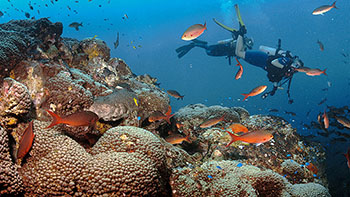 Divers explore Stetson Bank in Flower Garden Banks National Marine Sanctuary. Photo: G.P. Schmahl/NOAA