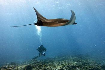 An inquisitive reef manta ray casually glides past a pair of divers conducting a survey. (NOAA)