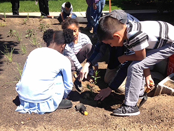 Students planting a rain garden to reduce run off from their school's roof. Credit: Clare Tallon Ruen, Spring of 2017