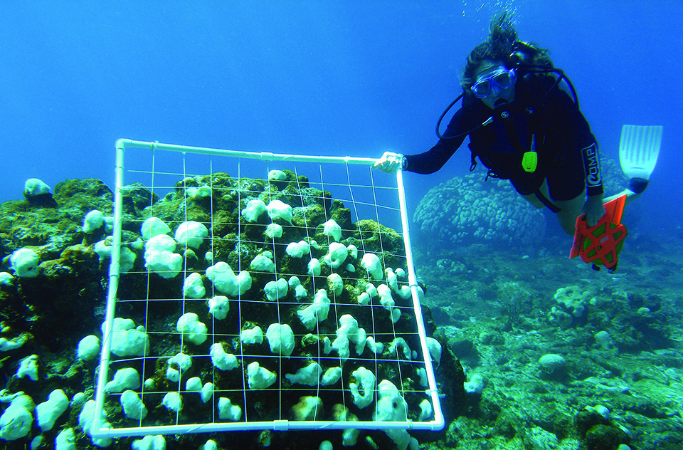A scuba diver surveys bleached corals in the U.S. Virgin Islands. (NOAA)