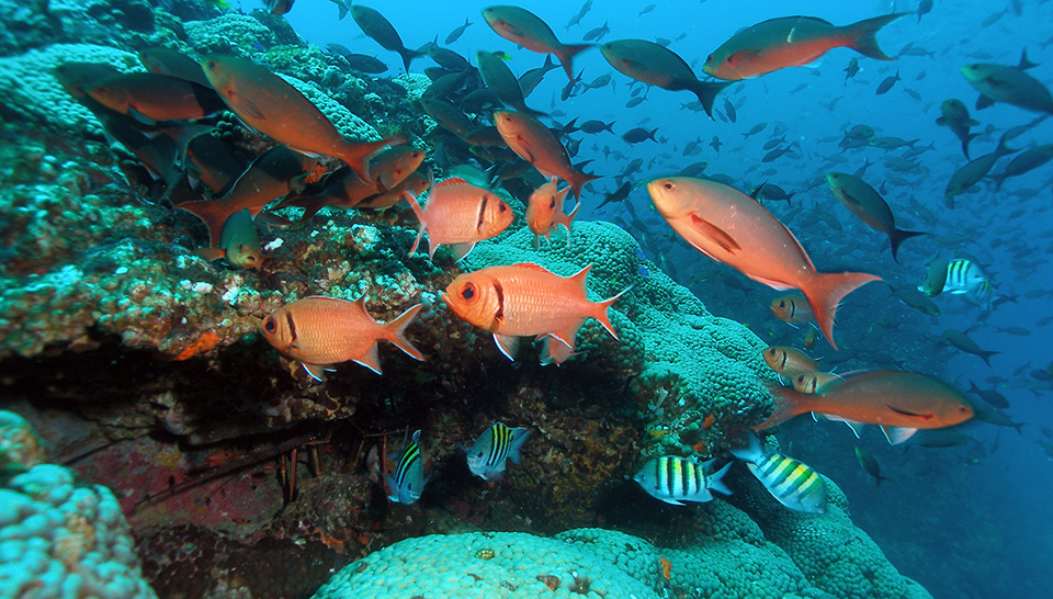 Orange fish swim in water above corals.