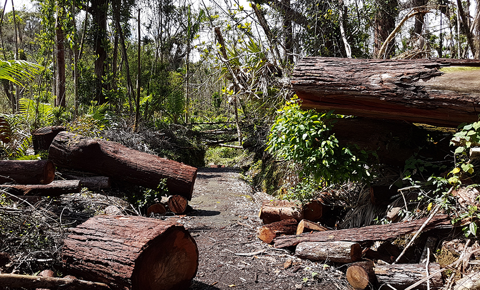 Volunteers removed fallen trees along trails in the Jobos Bay Reserve. 