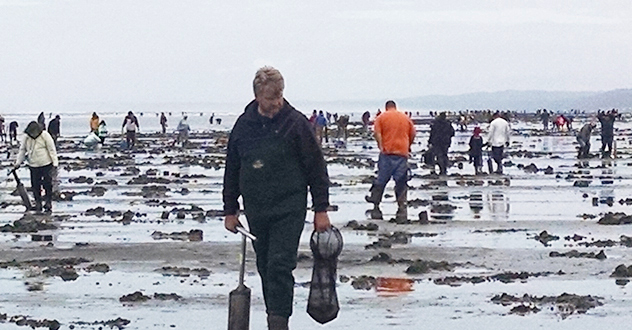 Razor clam diggers on beach