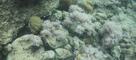 Tamarindo Chico, Culebra Island, Puerto Rico, overturned corals with macroalgal overgrowth