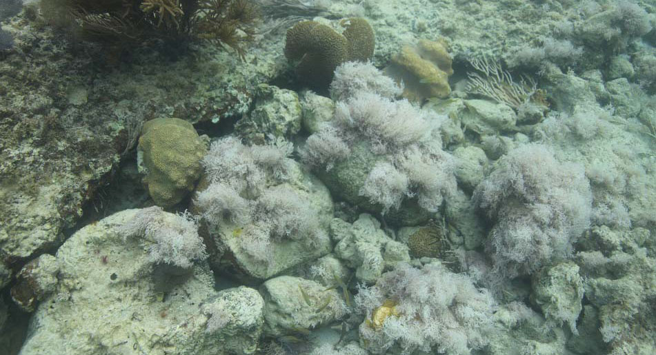 NOAA Corals Program Assisted with Hurricane Response in Florida and Puerto Rico