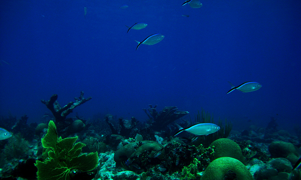 Underwater image of corals and fish.