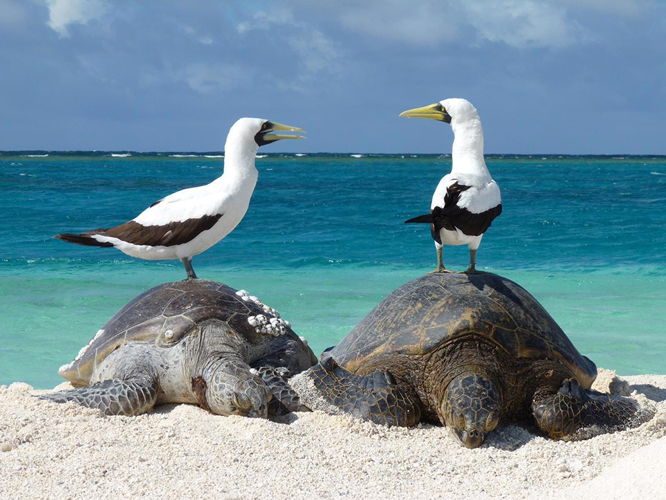 Two birds perch on two turtles on the beach with two-toned blue water in the background.
