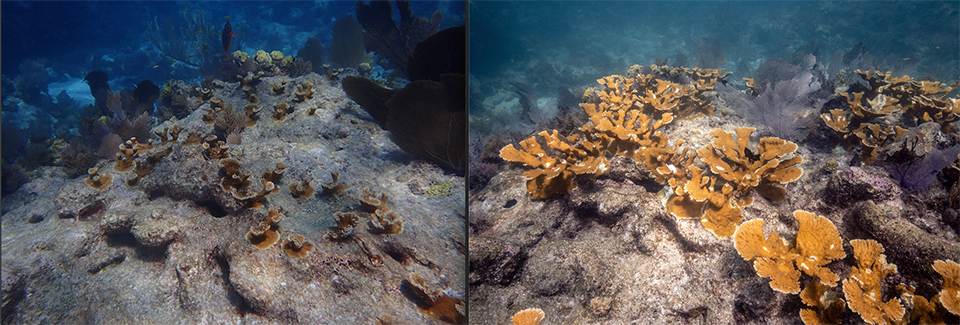 Two pictures of elkhorn coral outplants. Left: outplans into 2017. Right: outplants in 2019 that are noticeably larger and more colorful than the picture on the right.