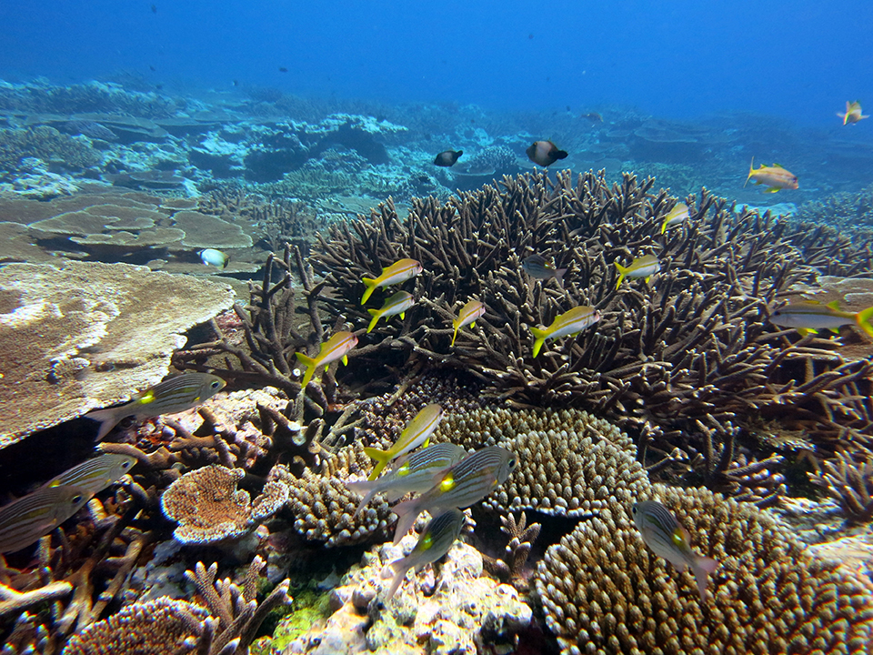 Fish swim among coral reefs in American Samoa.