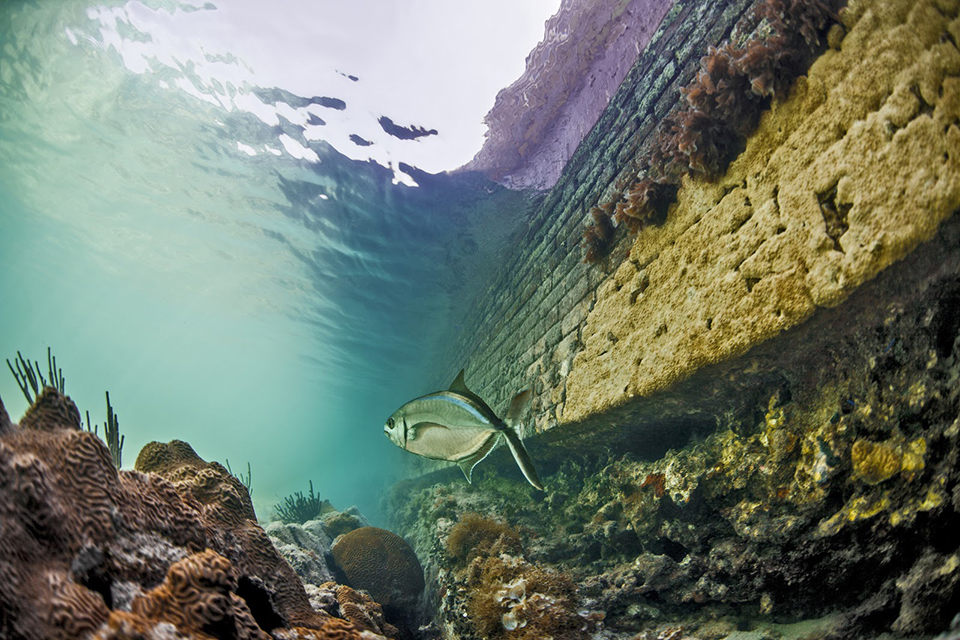 A fish swims between a concrete structure and corals in Florida Keys National Marine Sanctuary.