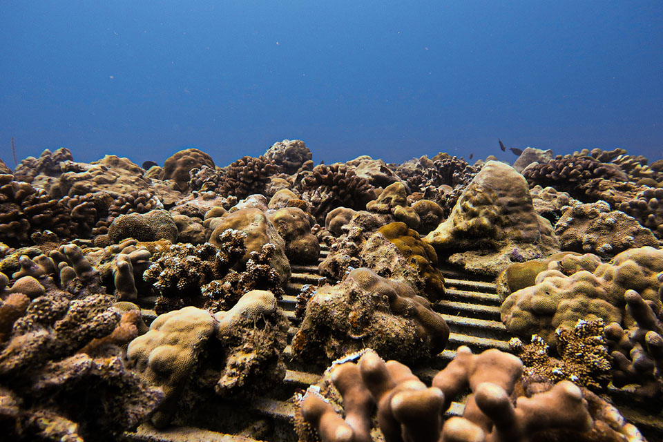 Close-up photo of brown corals on a coral nursery platform in Hawaii.