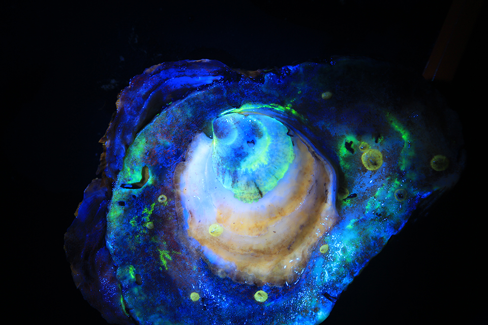  Close-up image of a blue, yellow, and green calcein fluorescent dye 'tag' on an oyster.
