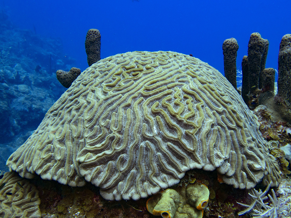 Photograph of brain coral with a blue ocean background.
