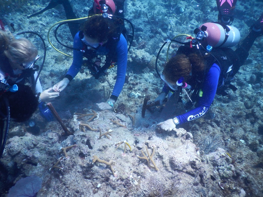 Three divers restore coral reefs.