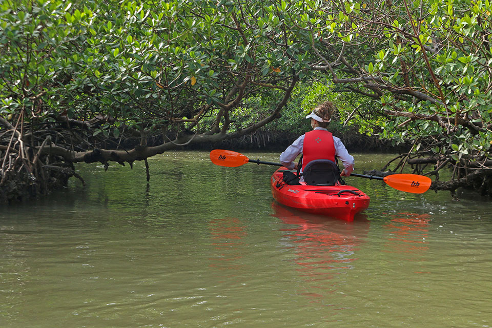  A kayaker kayaks through mangroves.