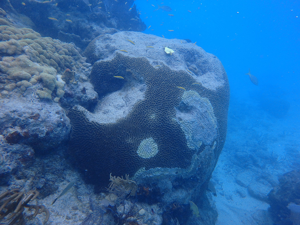 A coral exhibits stony coral tissue loss disease.