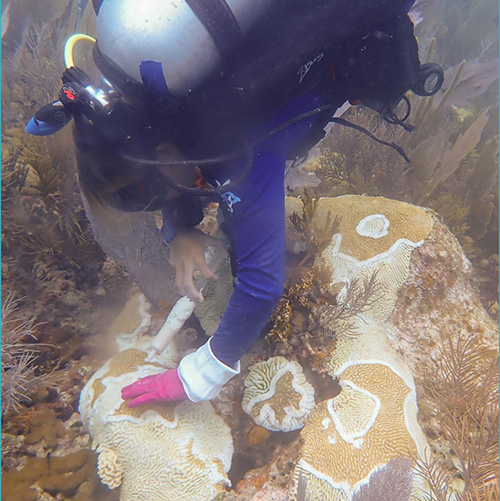 A diver treats diseased coral.