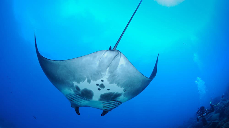 A manta ray swims in the water. 