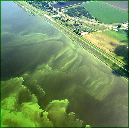 Aerial view showing a green coastal harmful algal bloom.