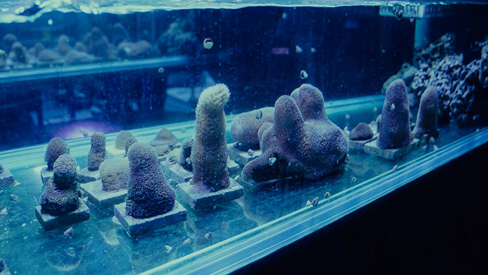 Blue-toned coral fragments in a lab.