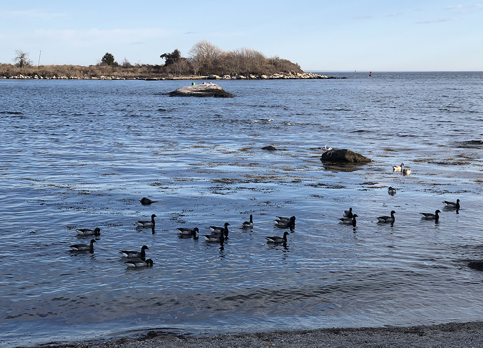 Ducks wading in estuarine waters.