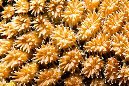 A close-up of the stony coral Galaxea fascicularis.