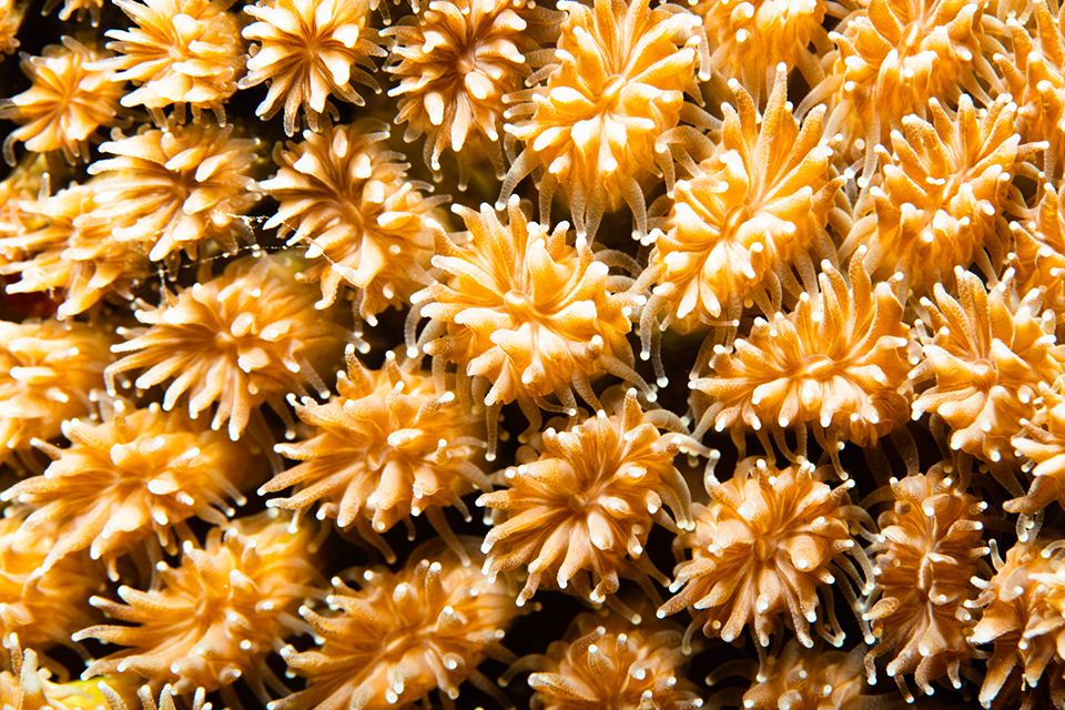 A close view of coral polyps.

