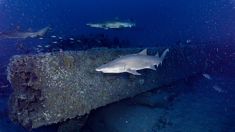 Three sharks swim near part of a shipwreck.
