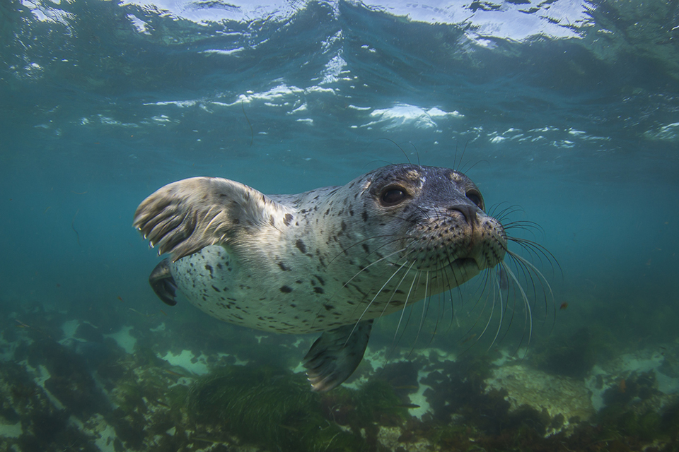 A sea lion swimming under the surface.