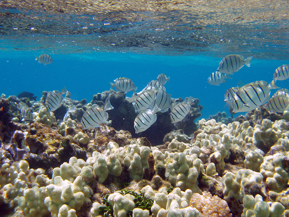 ASeveral grey striped fish congregate in coral near the water’s surface. 