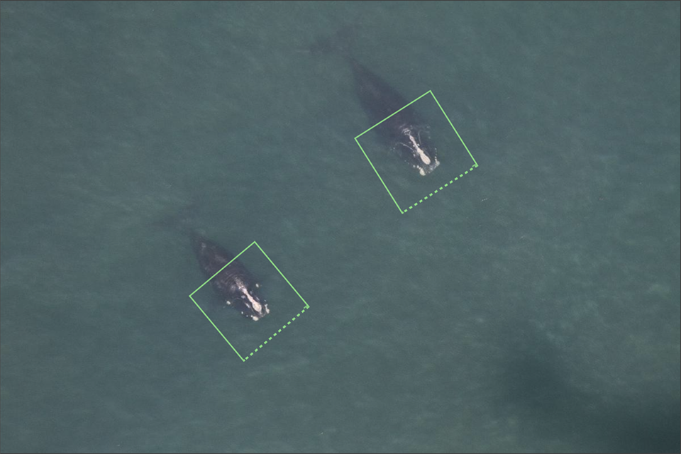 Two whale photos tagged for AI detections. Permit #17355.(Credit: NOAA Fisheries)