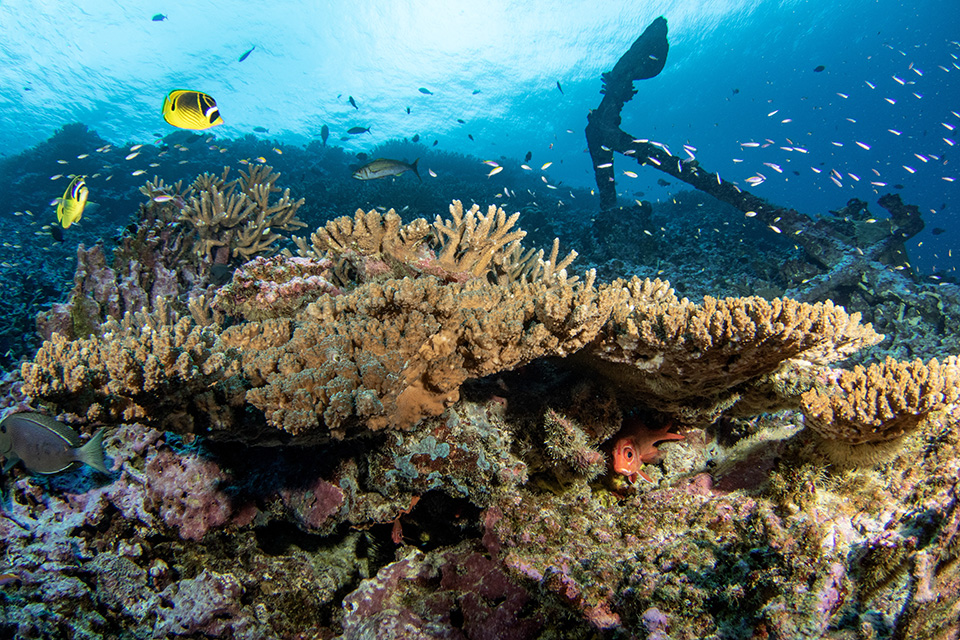 Resilience-based management is used to protect and conserve coral reef ecosystems.