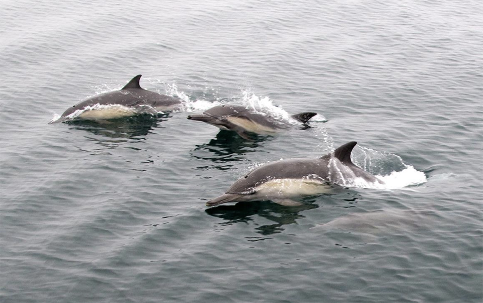 Common dolphins in Channel Islands National Marine Sanctuary. (Credit: Robert Schwemmer/NOAA)