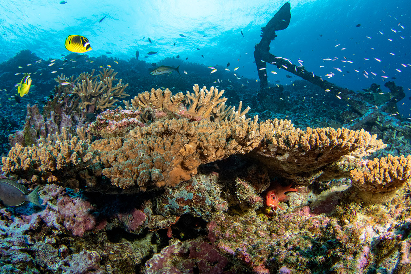Resilience-based management is used to protect and conserve coral reef ecosystems.  
				Credit: NOAA Fisheries/Jeff Milisen