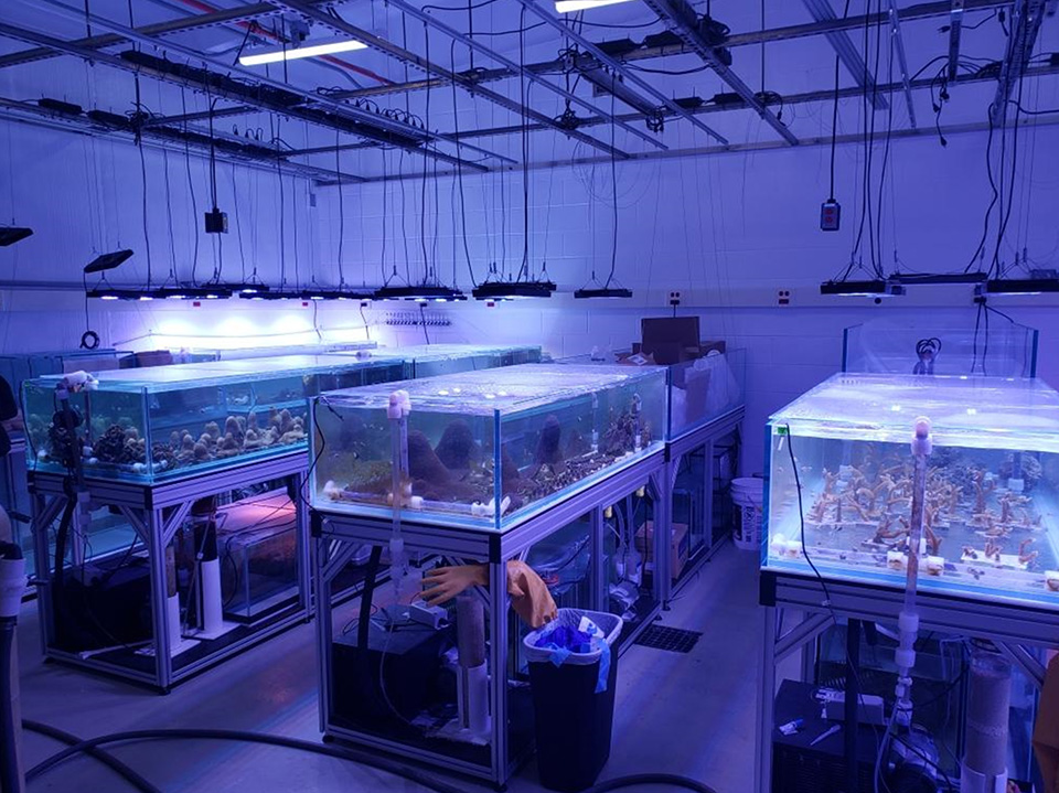 Coral culture facility at the Hollings Marine Laboratory in Charleston, South Carolina, August 2022. (Credit: NOAA)