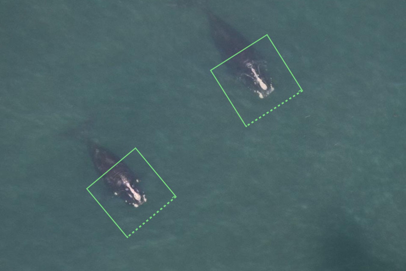 Two whale photos tagged for AI detections. Permit #17355. Credit: NOAA Fisheries