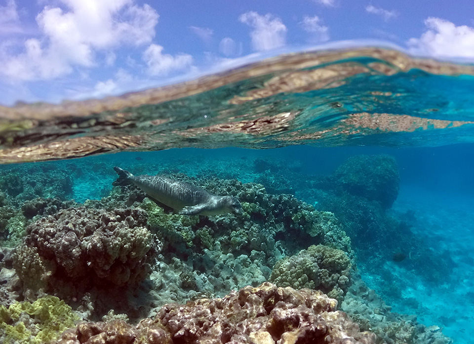 Monk seal swims over a coral reef bottom in the northwest Hawaiian Islands. (Credit: NOAA/PIFSC/HMSRP)