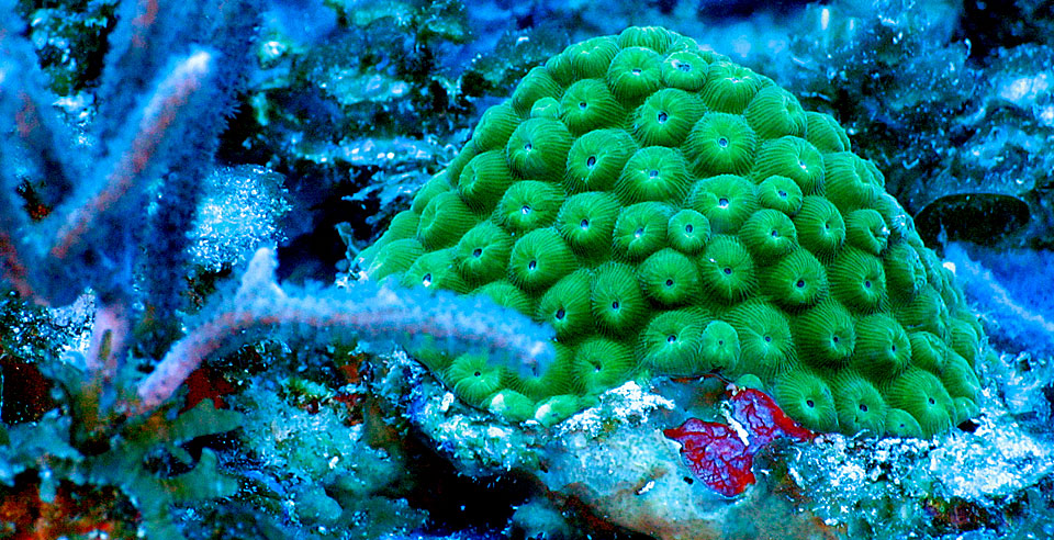 coral, algae, sponges