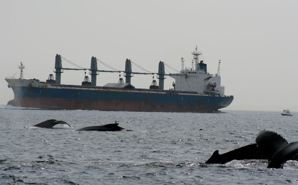 Whales surface near a tanker. Getting hit by a ship, boat, or other marine vessel is a real threat to ocean mammals.