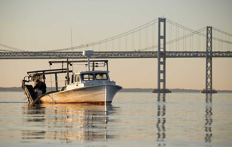 A waterman hangs over the side of his boat inspecting oysters over calm water with a huge steel bridge in the background Credit: U.S. Fish and Wildlife Service