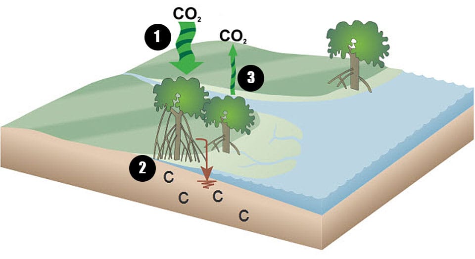 a graphic showing a simplified model of the carbon cycle