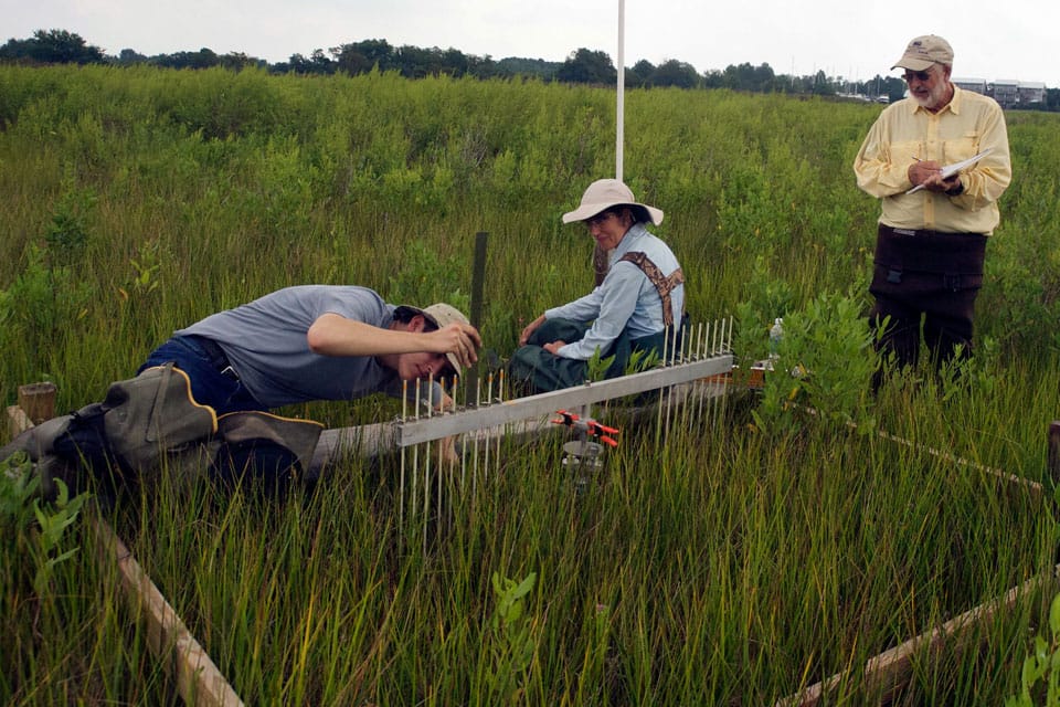 Scientists are testing how fast soil is building up in this marsh using a device called a Surface Elevation Table on Maryland's Eastern Shore.