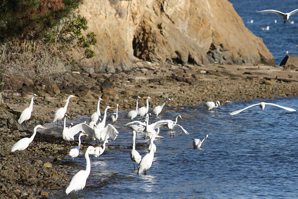 Egrets gathered on the shoreline on the coast of Tomales Bay, US Geological Survey