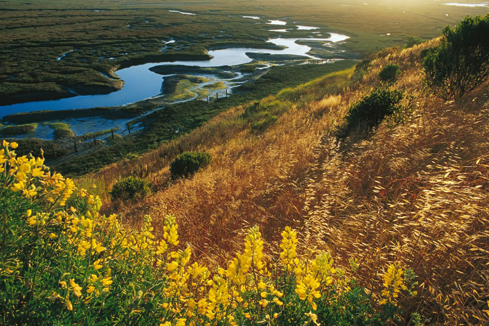 a view of Elkhorn Slough from a hill full of flowers overlooking the wetlands with winding creek below