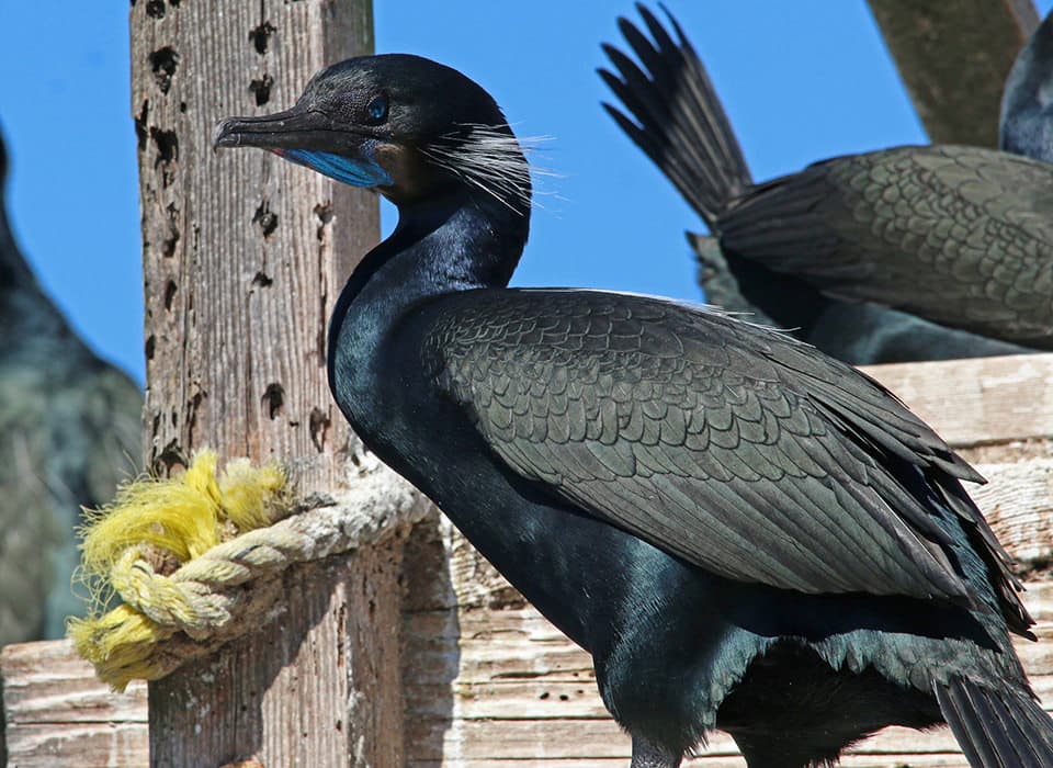 The photogenic Brandt's cormorant is one of 135 species of birds to call Elkhorn Slough home.