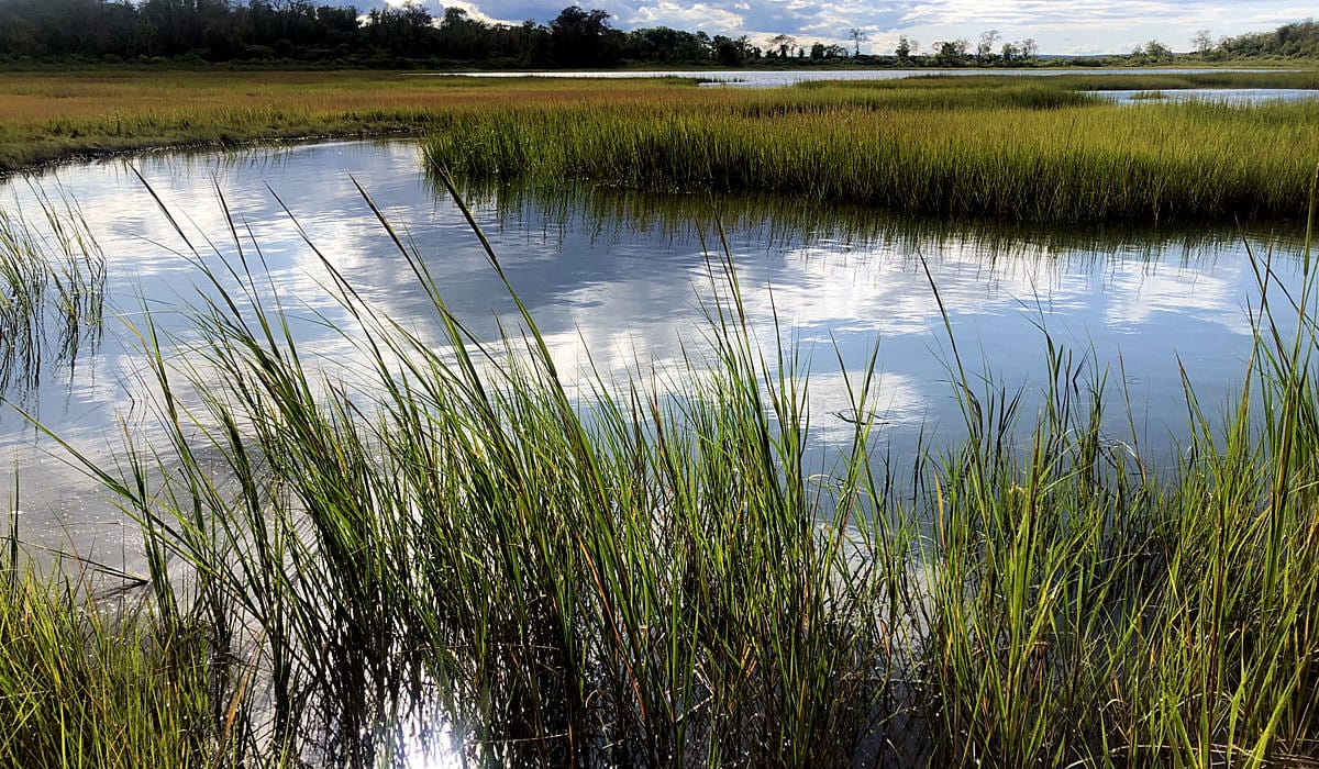 Researchers found that this marsh is 'unhappy' even though it appears to be vibrant and healthy. Persistent marshes all share common traits.